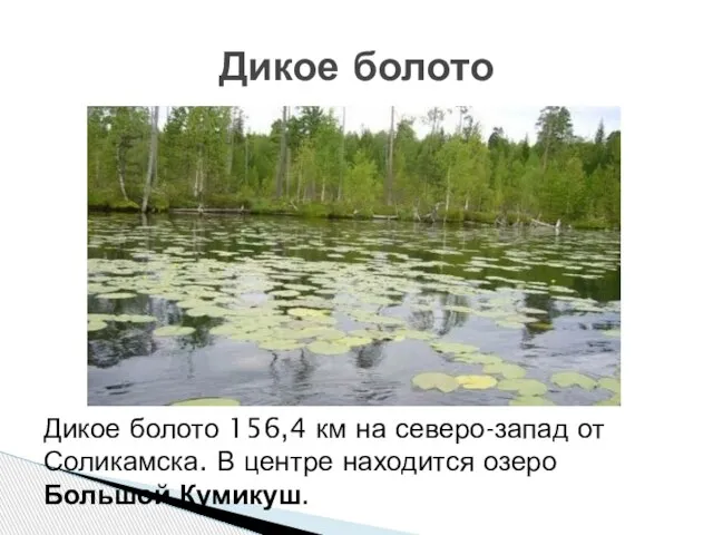 Дикое болото Дикое болото 156,4 км на северо-запад от Соликамска. В центре находится озеро Большой Кумикуш.