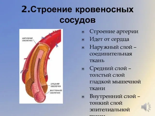 2.Строение кровеносных сосудов Строение артерии Идет от сердца Наружный слой – соединительная