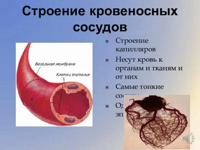 Строение кровеносных сосудов Строение капилляров Несут кровь к органам и тканям и