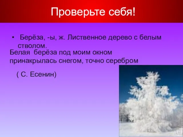 Проверьте себя! Берёза, -ы, ж. Лиственное дерево с белым стволом. Белая берёза