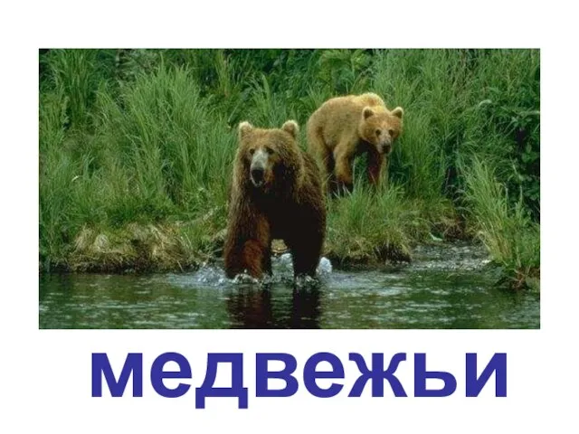 медвежьи