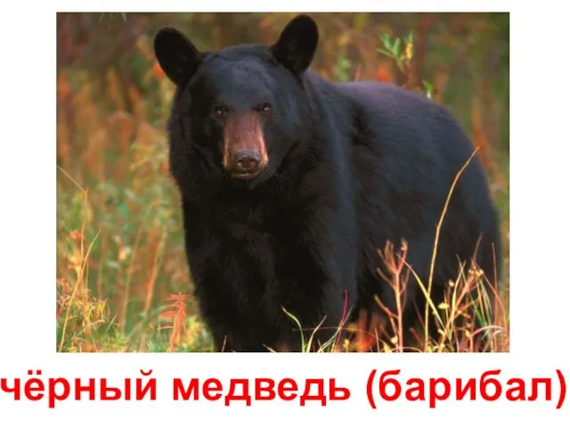 чёрный медведь (барибал)