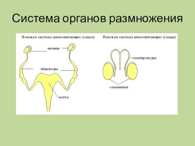 Система органов размножения