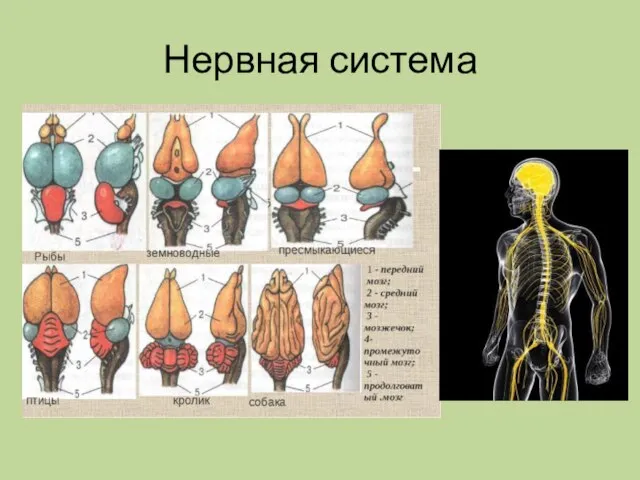 Нервная система