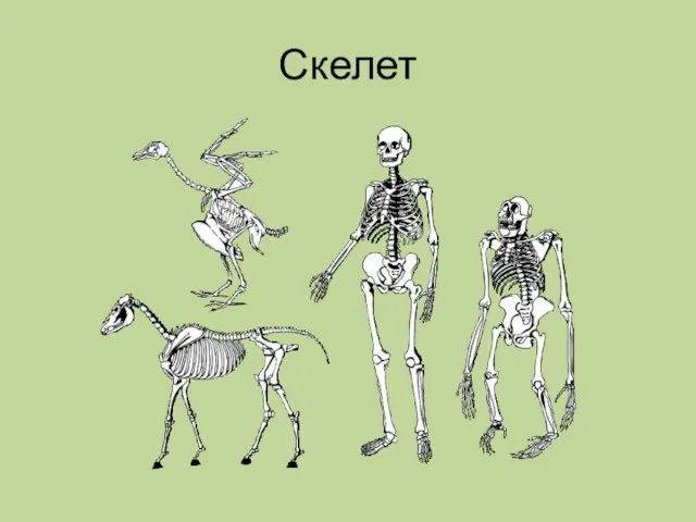 Скелет