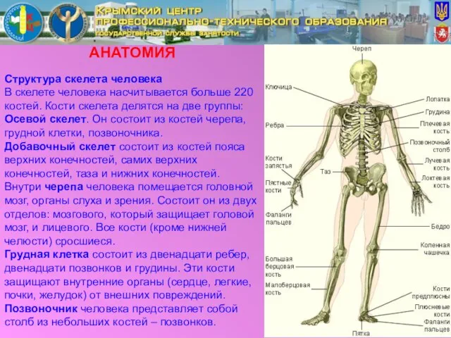 АНАТОМИЯ Структура скелета человека В скелете человека насчитывается больше 220 костей. Кости