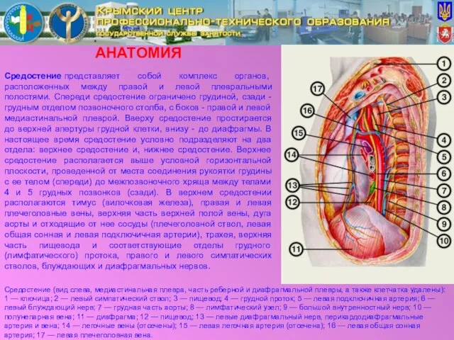 АНАТОМИЯ Средостение представляет собой комплекс органов, расположенных между правой и левой плевральными