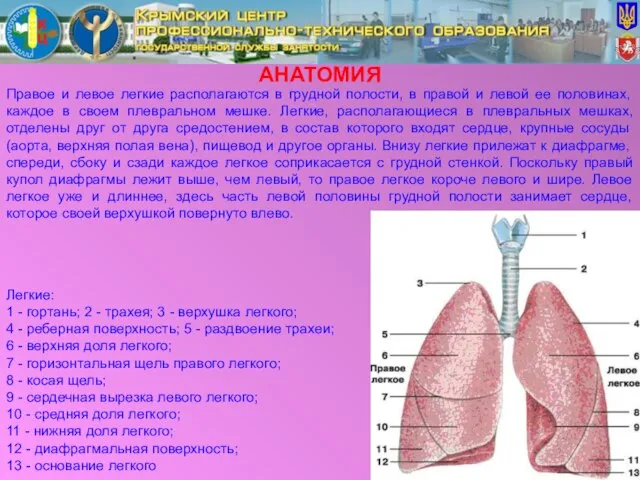 АНАТОМИЯ Правое и левое легкие располагаются в грудной полости, в правой и