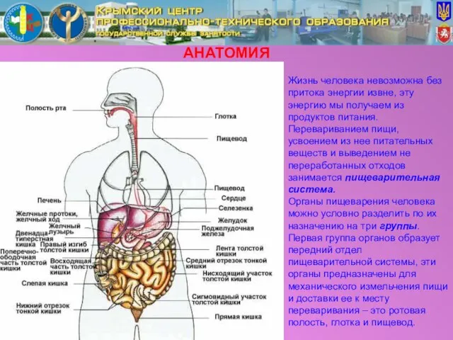 АНАТОМИЯ Жизнь человека невозможна без притока энергии извне, эту энергию мы получаем