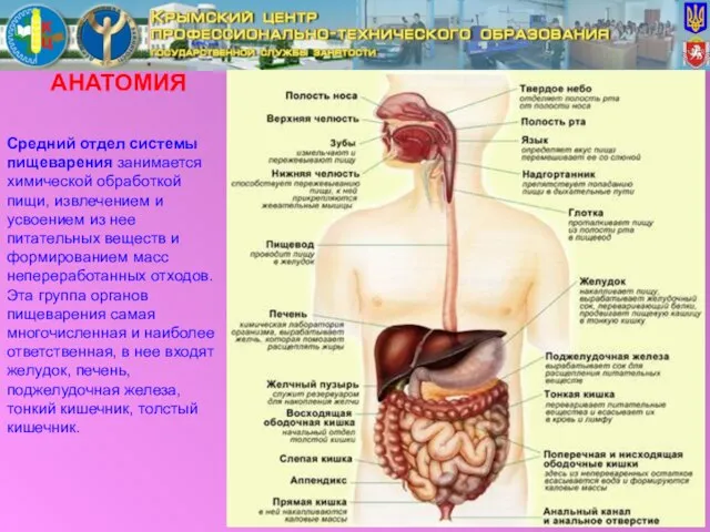 АНАТОМИЯ Средний отдел системы пищеварения занимается химической обработкой пищи, извлечением и усвоением