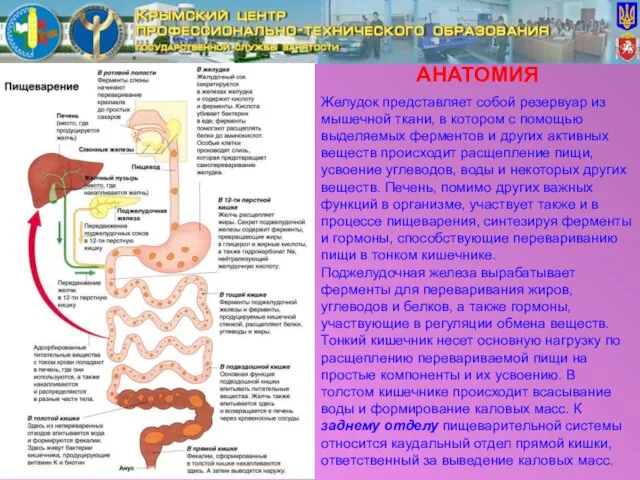 АНАТОМИЯ Желудок представляет собой резервуар из мышечной ткани, в котором с помощью