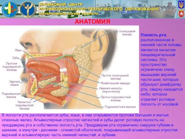 АНАТОМИЯ В полости рта располагаются зубы, язык, в нее открываются протоки больших