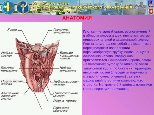 АНАТОМИЯ Глотка - непарный орган, расположенный в области головы и шеи, является