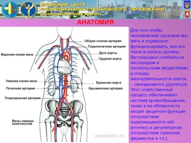 АНАТОМИЯ Для того чтобы человеческий организм мог жить и нормально функционировать, все