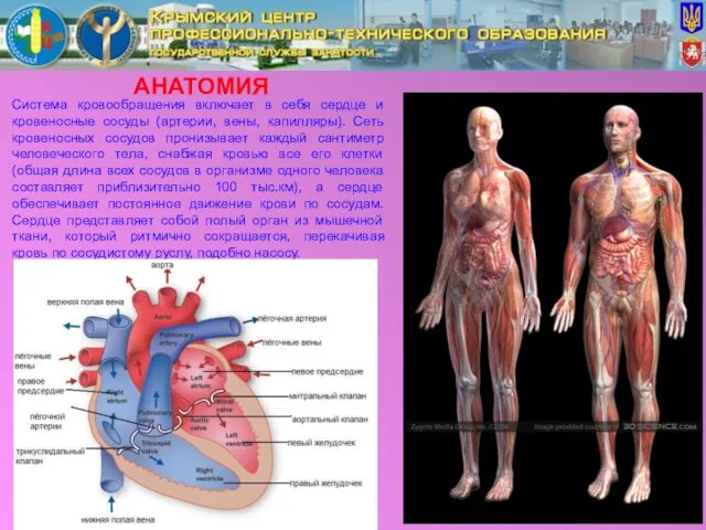 АНАТОМИЯ Система кровообращения включает в себя сердце и кровеносные сосуды (артерии, вены,