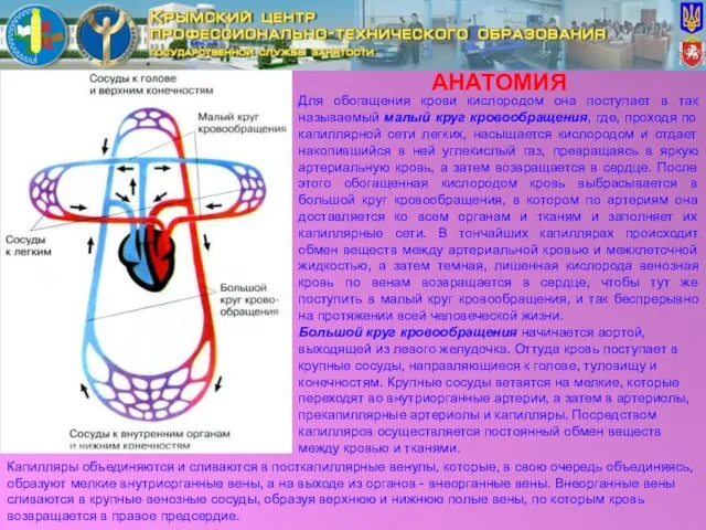 АНАТОМИЯ Для обогащения крови кислородом она поступает в так называемый малый круг