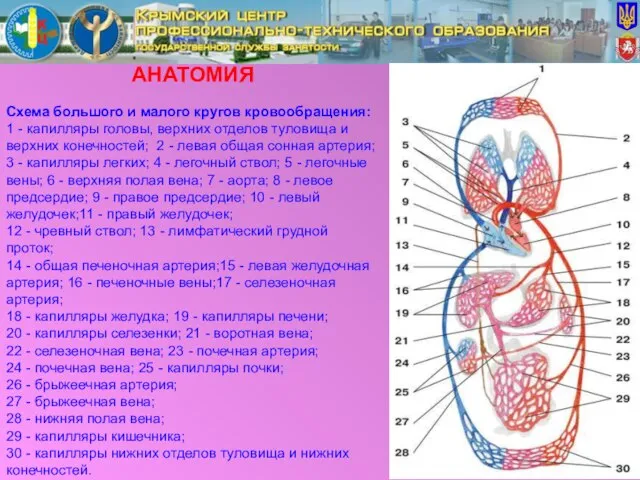 АНАТОМИЯ Схема большого и малого кругов кровообращения: 1 - капилляры головы, верхних