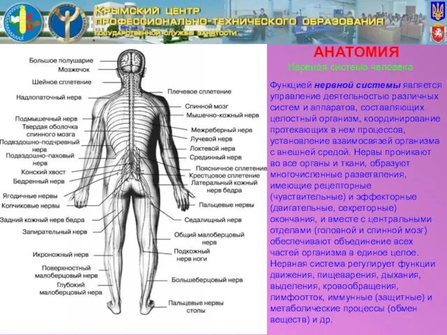 АНАТОМИЯ Функцией нервной системы является управление деятельностью различных систем и аппаратов, составляющих