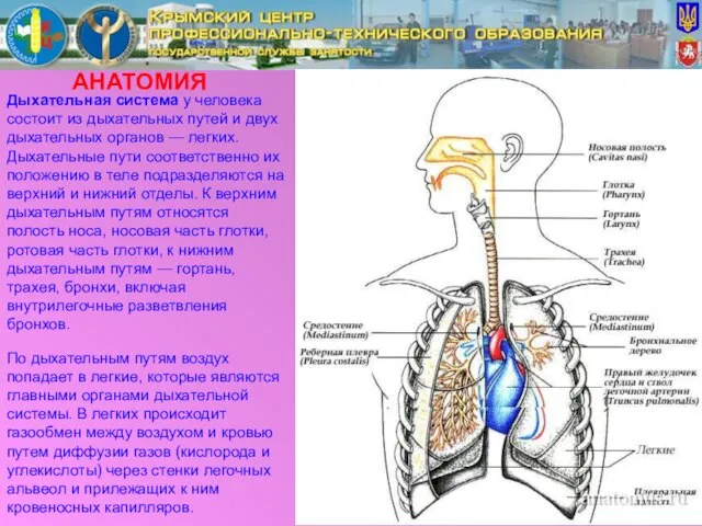 АНАТОМИЯ Дыхательная система у человека состоит из дыхательных путей и двух дыхательных