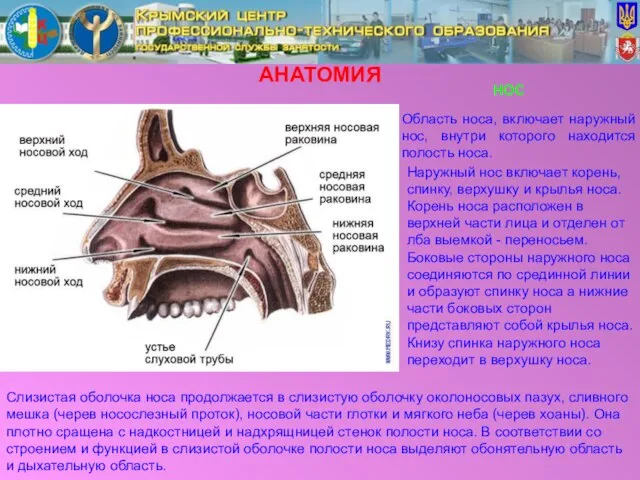 АНАТОМИЯ Область носа, включает наружный нос, внутри которого находится полость носа. Наружный