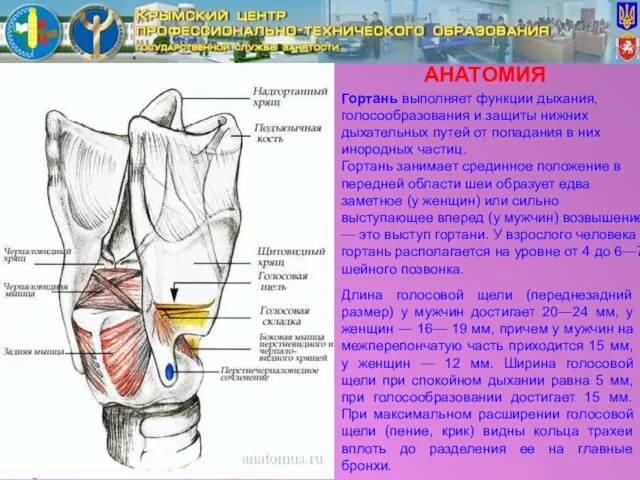 АНАТОМИЯ Гортань выполняет функции дыхания, голосообразования и защиты нижних дыхательных путей от