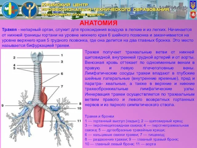 АНАТОМИЯ Трахея - непарный орган, служит для прохождения воздуха в легкие и
