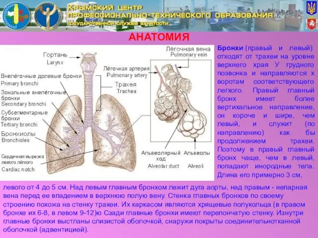 АНАТОМИЯ Бронхи (правый и левый) отходят от трахеи на уровне верхнего храя