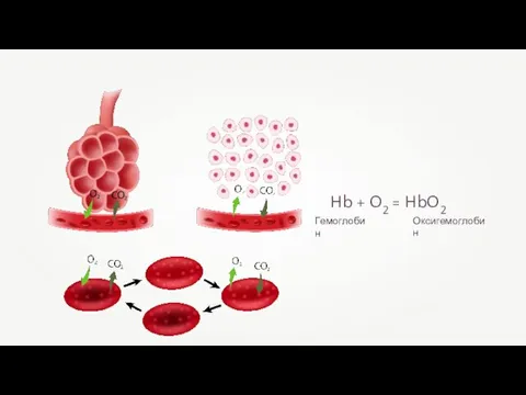 Hb + O2 = HbO2 Оксигемоглобин Гемоглобин