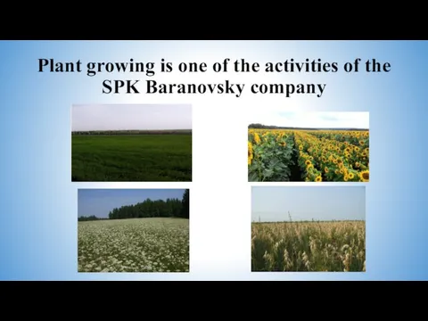 Plant growing is one of the activities of the SPK Baranovsky company