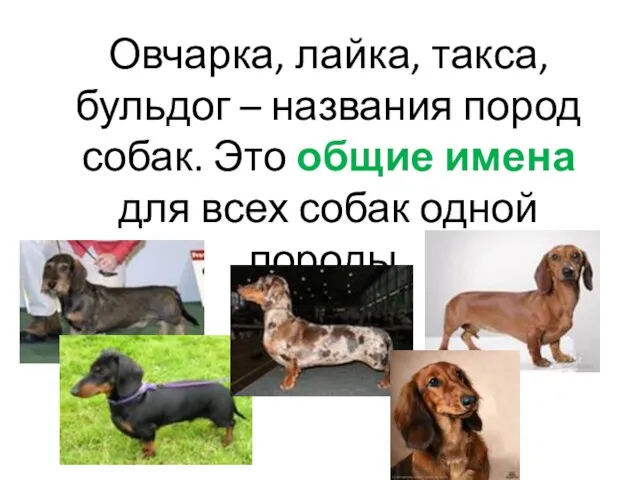 Овчарка, лайка, такса, бульдог – названия пород собак. Это общие имена для всех собак одной породы.