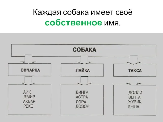 Каждая собака имеет своё собственное имя.