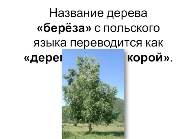 Название дерева «берёза» с польского языка переводится как «дерево с белой корой».