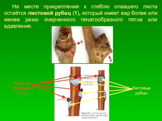 На месте прикрепления к стеблю опавшего листа остаётся листовой рубец (1), который