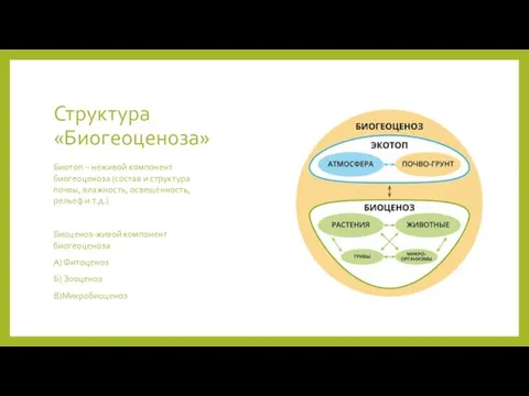 Структура «Биогеоценоза» Биотоп – неживой компонент биогеоценоза (состав и структура почвы, влажность,