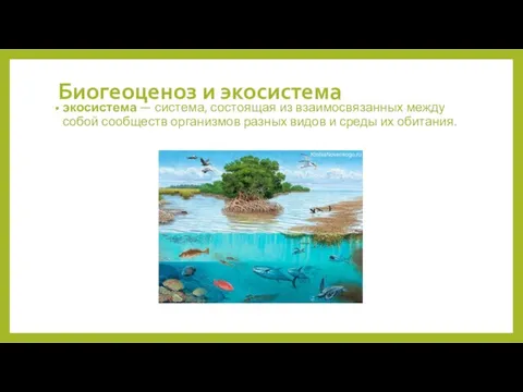 Биогеоценоз и экосистема экосистема — система, состоящая из взаимосвязанных между собой сообществ