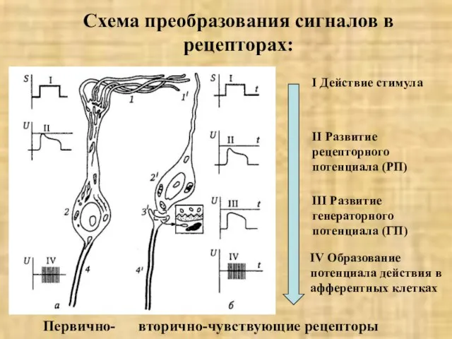 Схема преобразования сигналов в рецепторах: I Действие стимула II Развитие рецепторного потенциала