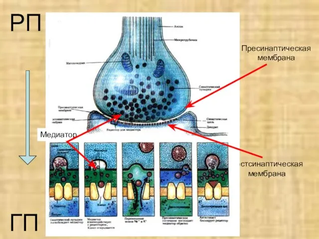 Пресинаптическая мембрана Постсинаптическая мембрана РП ГП Медиатор