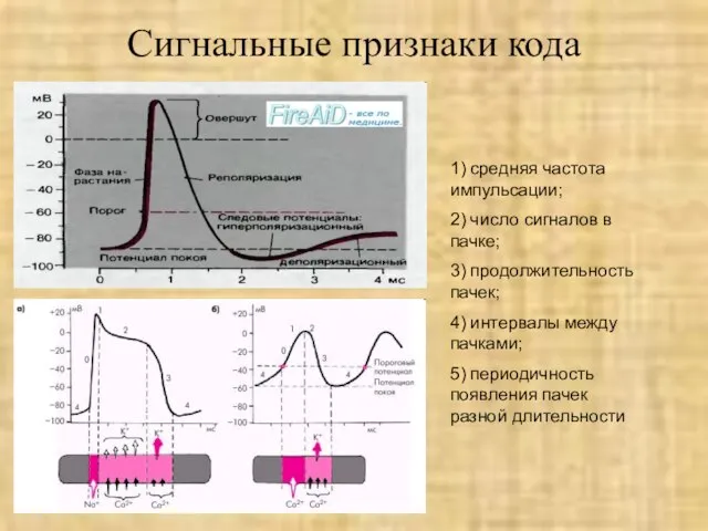 Сигнальные признаки кода 1) средняя частота импульсации; 2) число сигналов в пачке;