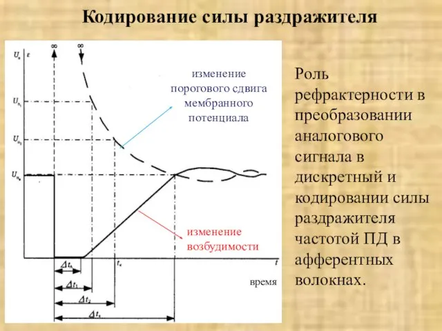 Кодирование силы раздражителя Роль рефрактерности в преобразовании аналогового сигнала в дискретный и