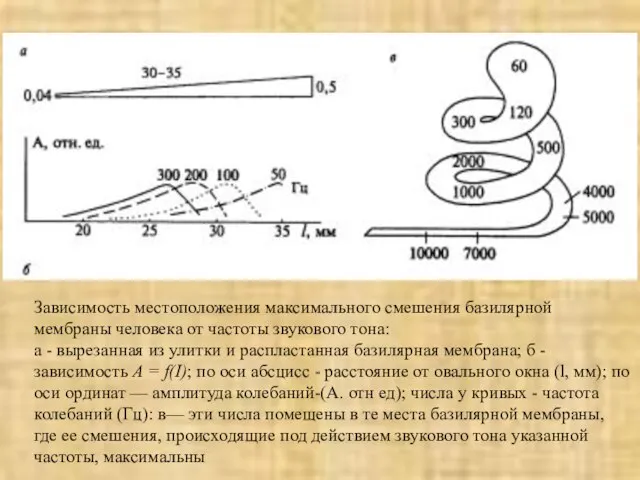 Зависимость местоположения максимального смешения базилярной мембраны человека от частоты звукового тона: а