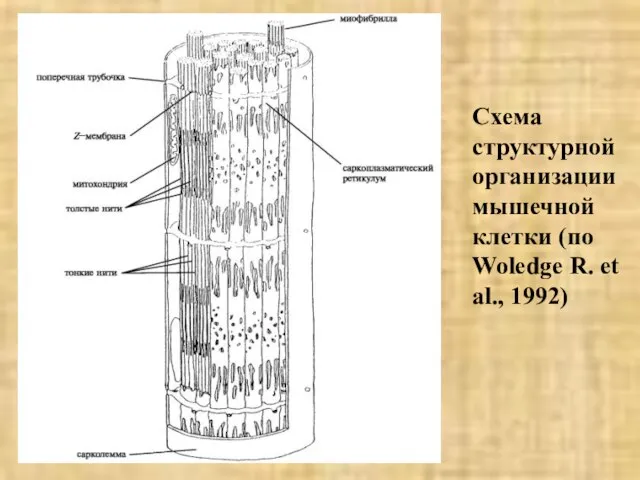 Схема структурной организации мышечной клетки (по Woledge R. et al., 1992)