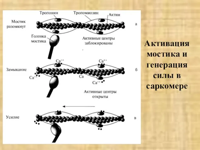 Активация мостика и генерация силы в саркомере