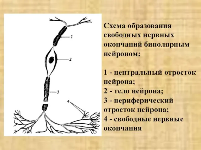 Схема образования свободных нервных окончаний биполярным нейроном: 1 - центральный отросток нейрона;