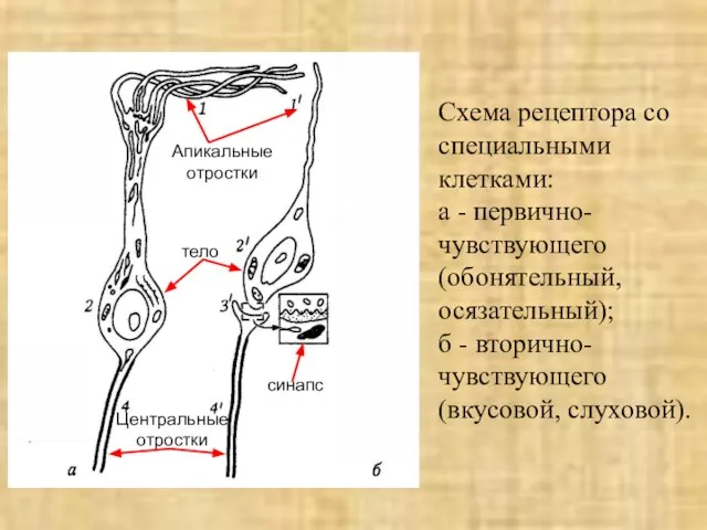 Схема рецептора со специальными клетками: а - первично-чувствующего (обонятельный, осязательный); б -