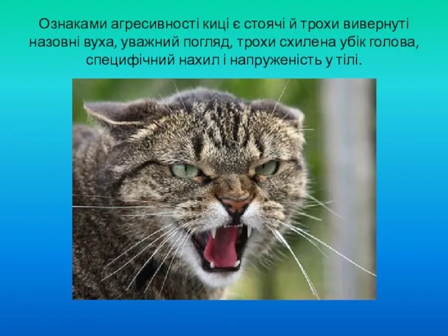 Ознаками агресивності киці є стоячі й трохи вивернуті назовні вуха, уважний погляд,