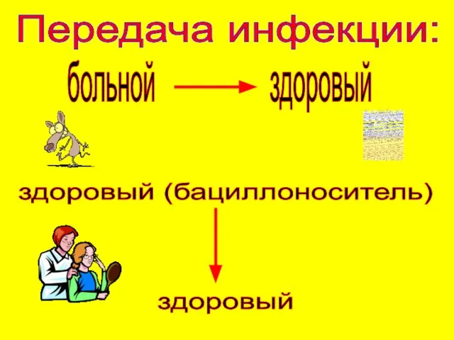 Передача инфекции: больной здоровый здоровый (бациллоноситель) здоровый