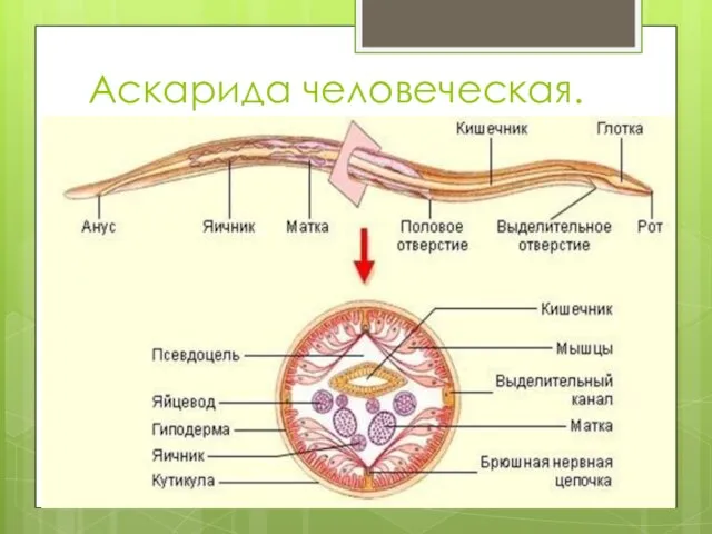 Аскарида человеческая.