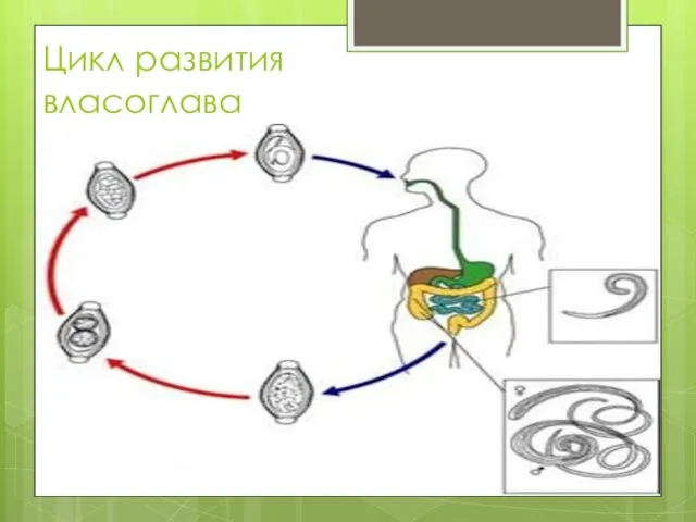 Цикл развития власоглава