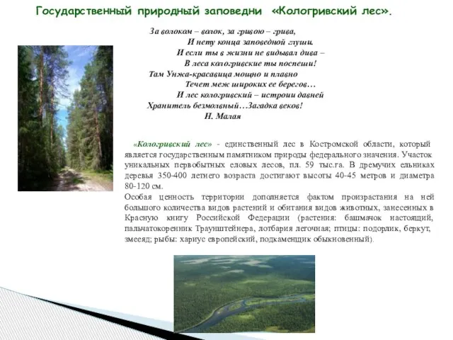 Государственный природный заповедни «Кологривский лес». За волоком – волок, за гривою –