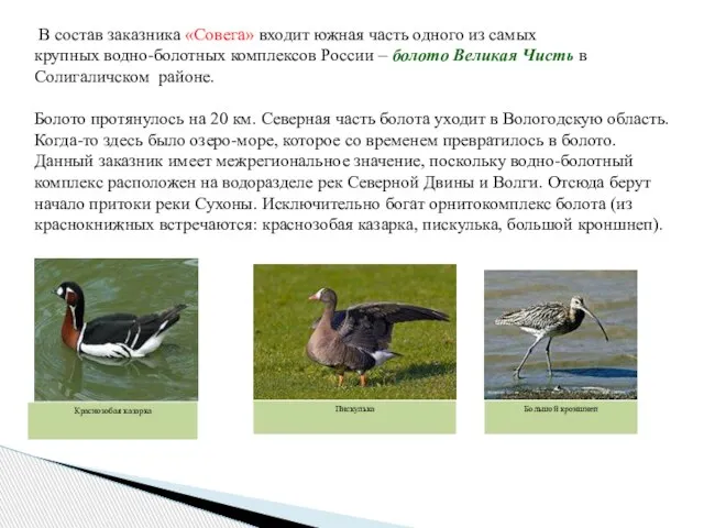 В состав заказника «Совега» входит южная часть одного из самых крупных водно-болотных